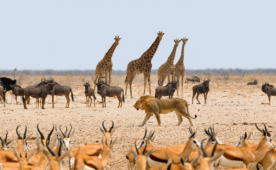 frica do Sul - Kruger Park